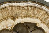 Polished Barite and Marcasite Slab - Lubin Mine, Poland #302262-1